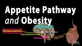 The Brains HungerSatiety Pathways and Obesity Animation [upl. by Doe231]