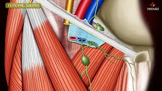 ANATOMY OF FEMORAL TRIANGLE  FEMORAL CANAL  FEMORAL SHEATH Animation [upl. by Agathy644]