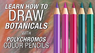 FaberCastell  Polychromos Color Pencil Demonstration [upl. by Aneerb]