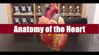 Anatomy of the heart [upl. by Secor]