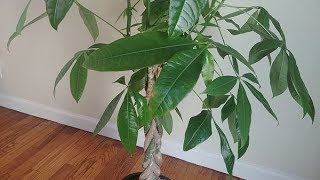 Propagating Money Tree in Water  Part 1 [upl. by Anita]