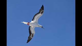 Epic Pelagic Cruise Part 1 [upl. by Toms]