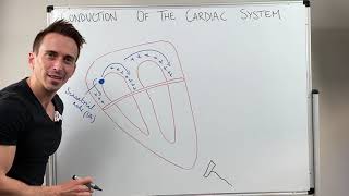 Heart Conduction amp ECG EKG Interpretation [upl. by Yengac]