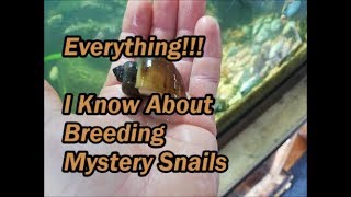 Everything I Know About Breeding Mystery Snails [upl. by Frech184]