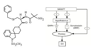 MK677 Ibutamoren  A Comprehensive Overview [upl. by Heidt]