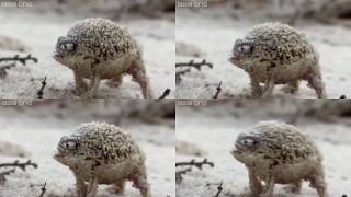 Squeaking Frog over 1 million times [upl. by Sheba]