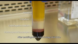 Isolate PBMCs with Lymphopure™ [upl. by Ayital]