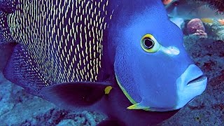 Best Of Bonaire HD  24 Boat Shore amp Wreck Scuba Dives  Macro Wide Angle Fish amp Creatures 2 [upl. by Knah]