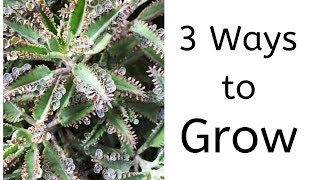 3 Ways to Grow kalanchoe Daigremontiana  Mother of Thousands [upl. by Anirahtak]