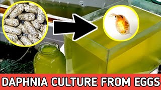 HOW TO HATCH DAPHNIA EGGS  HOW TO CULTURE DAPHNIA [upl. by Enotna]