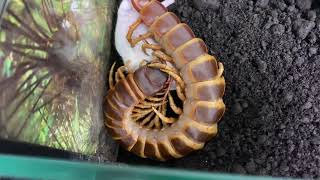 Scolopendra gigantea orange brown form feeding mouse [upl. by Armalda388]