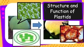 Science – Structure and Functions of Plastids – English [upl. by Steck]