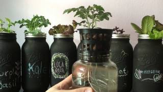 Easy DIY Beginner Hydroponic Kratky System [upl. by Paulo]