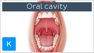 Overview of the Oral Cavity preview  Human Anatomy  Kenhub [upl. by Sammons]