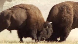 Bison Battle  Yellowstone  BBC Earth [upl. by Mccomb68]