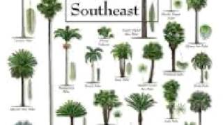 Palm Tree care Tips  facts deficiencies history [upl. by Darra]