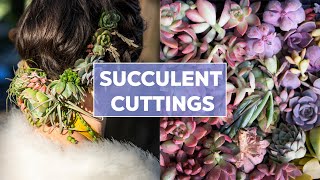 Succulent Cuttings 101  Ideas amp How to Root [upl. by Nekal]