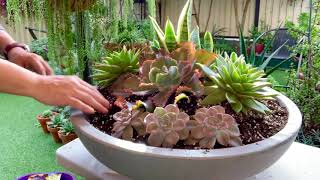 My large succulent dish arrangement [upl. by Margarette]