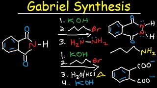 Gabriel Synthesis Reaction Mechanism  Alkyl Halide to Primary Amine [upl. by Elaen510]