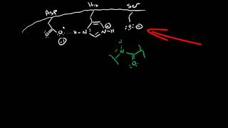 Serine Protease Mechanism [upl. by Olonam]