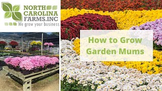 How to Grow Garden Mums [upl. by Anitsrik]