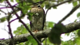 Sparrowhawk Call  What Sound Do Sparrowhawks Make   Birds of Prey [upl. by Alveta150]