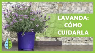 CUIDADOS de la LAVANDA en maceta💜 ¡Riego abono poda y MÁS [upl. by Ezarra]