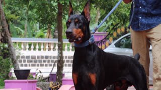 Doberman Dog Breed From Kerala India 😳 [upl. by Gaelan]