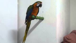 Guacamayo hablando [upl. by Weeks]