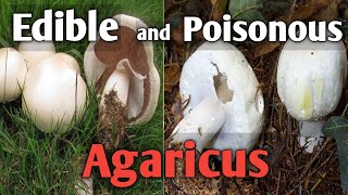 How to tell an edible agaricus mushroom from a poisonous one [upl. by Kippar694]