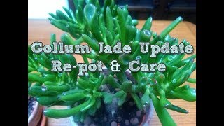 Crassula Gollum Jade plant Update Repot and care [upl. by Apilef413]