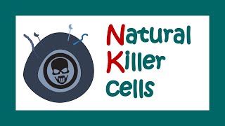 Natural Killer cells  Functions of Natural killer cells  Immune function of NK cells [upl. by Abrahams677]