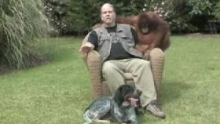 Suryia the Orangutan and Roscoe the Dog Friends at First Sight [upl. by Ai]