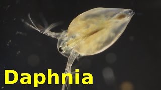 Daphnia [upl. by Ahsiad]