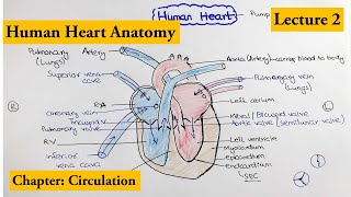 human heart Structure and Function  Chapter Circulation Video  2 [upl. by Arrat]