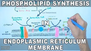 Phospholipid Synthesis in Endoplasmic Reticulum Membrane [upl. by Rahcir175]