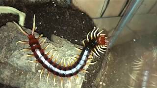 Giant Centipede Feeding  Scolopendra White Leg [upl. by Idet]