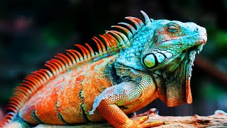 6 Most Beautiful Iguanas In The World [upl. by Maddi]