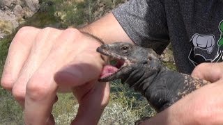 Chuckwalla Lizard Bite Hugs amp Kisses Catching Snakes amp Lizards Nature Herping Travel 4K [upl. by Webber]