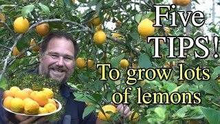 5 Tips How to Grow a Ton of Lemons on One Tree [upl. by Spielman]