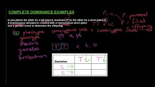 Gr 12 Life Sciences Genetics and Inheritance Part 2 Monohybrid Crosses [upl. by Wilone]