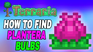 Terraria How To Find Planteras Bulb Easy Fast Tutorial [upl. by Chaddie]