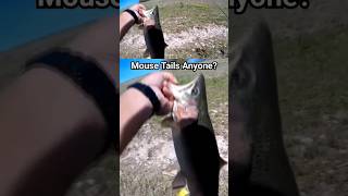 Mouse Tails for Trout 🤔 yes fishingtips fishing [upl. by Mundford]