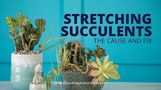 Stretched Out Succulents The cause and fix [upl. by Tingey422]