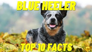 Blue Heeler  10 Facts About The Australian Cattle Dog [upl. by Massey757]