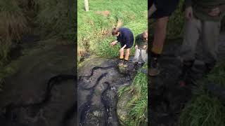 Biggest eels in New Zealand [upl. by Ybrad]