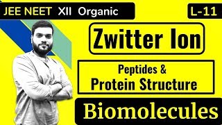 L11 Zwitter Ion  Peptide Bonds  Proteins Structure  Biomolecules [upl. by Ialocin561]