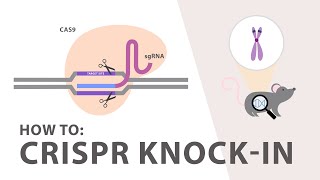 5 CRISPR Cas9  Screening and Validation Strategies [upl. by Harat]