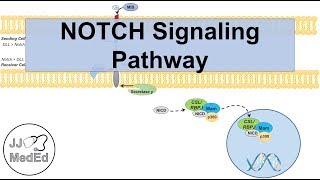 Notch Signaling Pathway  Purpose and Mechanism [upl. by Nyledam]