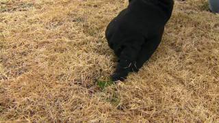 Herbicide Applications to Dormant Bermudagrass [upl. by Inaoj219]